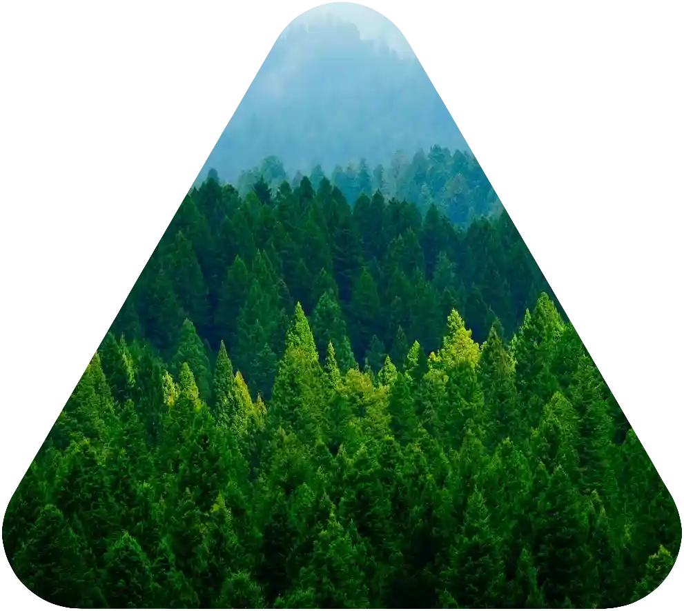 Forest view of sustainable forest